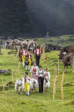 Alpabfahrt, Alpen, Alpfahrt, Appenzell, Appenzell Ausserrohden, Appenzeller Hinterland, Autumn, Brauchtum, Fall, Herbst, Hundwil, Hügel, Kühe, Landwirtschaft, Ostschweiz, Schweiz, Schwägalp, Sennen, Suisse, Switzerland, Tracht, Urnäsch, Wirtschaft, Öberefahre