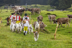 Alpabfahrt, Alpen, Alpfahrt, Appenzell, Appenzell Ausserrohden, Appenzeller Hinterland, Autumn, Brauchtum, Fall, Herbst, Hundwil, Hügel, Kühe, Landwirtschaft, Ostschweiz, Schweiz, Schwägalp, Sennen, Suisse, Switzerland, Tracht, Urnäsch, Wirtschaft, Öberefahre