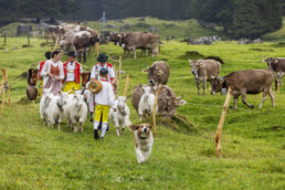 Alpabfahrt, Alpen, Alpfahrt, Appenzell, Appenzell Ausserrohden, Appenzeller Hinterland, Autumn, Brauchtum, Fall, Herbst, Hundwil, Hügel, Kühe, Landwirtschaft, Ostschweiz, Schweiz, Schwägalp, Sennen, Suisse, Switzerland, Tracht, Urnäsch, Wirtschaft, Öberefahre