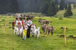 Alpabfahrt, Alpen, Alpfahrt, Appenzell, Appenzell Ausserrohden, Appenzeller Hinterland, Autumn, Brauchtum, Fall, Herbst, Hundwil, Hügel, Kühe, Landwirtschaft, Ostschweiz, Schweiz, Schwägalp, Sennen, Suisse, Switzerland, Tracht, Urnäsch, Wirtschaft, Öberefahre