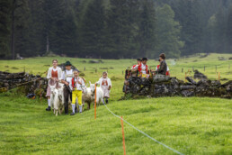 Alpabfahrt, Alpen, Alpfahrt, Appenzell, Appenzell Ausserrohden, Appenzeller Hinterland, Autumn, Brauchtum, Fall, Herbst, Hundwil, Hügel, Kühe, Landwirtschaft, Ostschweiz, Schweiz, Schwägalp, Sennen, Suisse, Switzerland, Tracht, Urnäsch, Wirtschaft, Öberefahre