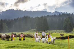 Alpabfahrt, Alpen, Alpfahrt, Appenzell, Appenzell Ausserrohden, Appenzeller Hinterland, Autumn, Brauchtum, Fall, Herbst, Hundwil, Hügel, Kühe, Landwirtschaft, Ostschweiz, Schweiz, Schwägalp, Sennen, Suisse, Switzerland, Tracht, Urnäsch, Wirtschaft, Öberefahre