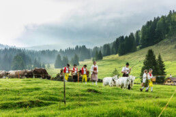 Alpabfahrt, Alpen, Alpfahrt, Appenzell, Appenzell Ausserrohden, Appenzeller Hinterland, Autumn, Brauchtum, Fall, Herbst, Hundwil, Hügel, Kühe, Landwirtschaft, Ostschweiz, Schweiz, Schwägalp, Sennen, Suisse, Switzerland, Tracht, Urnäsch, Wirtschaft, Öberefahre