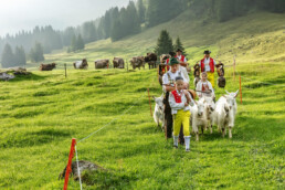 Alpabfahrt, Alpen, Alpfahrt, Appenzell, Appenzell Ausserrohden, Appenzeller Hinterland, Autumn, Brauchtum, Fall, Herbst, Hundwil, Hügel, Kühe, Landwirtschaft, Ostschweiz, Schweiz, Schwägalp, Sennen, Suisse, Switzerland, Tracht, Urnäsch, Wirtschaft, Öberefahre