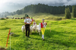 Alpabfahrt, Alpen, Alpfahrt, Appenzell, Appenzell Ausserrohden, Appenzeller Hinterland, Autumn, Brauchtum, Fall, Herbst, Hundwil, Hügel, Kühe, Landwirtschaft, Ostschweiz, Schweiz, Schwägalp, Sennen, Suisse, Switzerland, Tracht, Urnäsch, Wirtschaft, Öberefahre