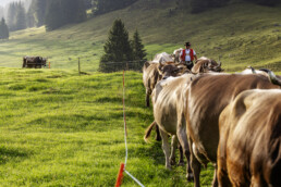 Alpabfahrt, Alpen, Alpfahrt, Appenzell, Appenzell Ausserrohden, Appenzeller Hinterland, Autumn, Brauchtum, Fall, Herbst, Hundwil, Hügel, Kühe, Landwirtschaft, Ostschweiz, Schweiz, Schwägalp, Sennen, Suisse, Switzerland, Tracht, Urnäsch, Wirtschaft, Öberefahre