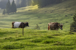 Alpabfahrt, Alpen, Alpfahrt, Appenzell, Appenzell Ausserrohden, Appenzeller Hinterland, Autumn, Brauchtum, Fall, Herbst, Hundwil, Hügel, Kühe, Landwirtschaft, Ostschweiz, Schweiz, Schwägalp, Sennen, Suisse, Switzerland, Tracht, Urnäsch, Wirtschaft, Öberefahre