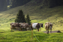Alpabfahrt, Alpen, Alpfahrt, Appenzell, Appenzell Ausserrohden, Appenzeller Hinterland, Autumn, Brauchtum, Fall, Herbst, Hundwil, Hügel, Kühe, Landwirtschaft, Ostschweiz, Schweiz, Schwägalp, Sennen, Suisse, Switzerland, Tracht, Urnäsch, Wirtschaft, Öberefahre