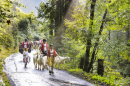 Alpabfahrt, Alpen, Alpfahrt, Appenzell, Appenzell Ausserrohden, Appenzeller Hinterland, Autumn, Brauchtum, Fall, Herbst, Hundwil, Hügel, Kühe, Landwirtschaft, Ostschweiz, Schweiz, Schwägalp, Sennen, Suisse, Switzerland, Tracht, Urnäsch, Wirtschaft, Öberefahre