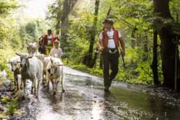 Alpabfahrt, Alpen, Alpfahrt, Appenzell, Appenzell Ausserrohden, Appenzeller Hinterland, Autumn, Brauchtum, Fall, Herbst, Hundwil, Hügel, Kühe, Landwirtschaft, Ostschweiz, Schweiz, Schwägalp, Sennen, Suisse, Switzerland, Tracht, Urnäsch, Wirtschaft, Öberefahre