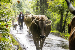 Alpabfahrt, Alpen, Alpfahrt, Appenzell, Appenzell Ausserrohden, Appenzeller Hinterland, Autumn, Brauchtum, Fall, Herbst, Hundwil, Hügel, Kühe, Landwirtschaft, Ostschweiz, Schweiz, Schwägalp, Sennen, Suisse, Switzerland, Tracht, Urnäsch, Wirtschaft, Öberefahre