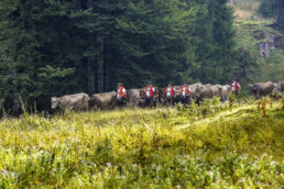 Alpabfahrt, Alpen, Alpfahrt, Appenzell, Appenzell Ausserrohden, Appenzeller Hinterland, Autumn, Brauchtum, Fall, Herbst, Hundwil, Hügel, Kühe, Landwirtschaft, Ostschweiz, Schweiz, Schwägalp, Sennen, Suisse, Switzerland, Tracht, Urnäsch, Wirtschaft, Öberefahre