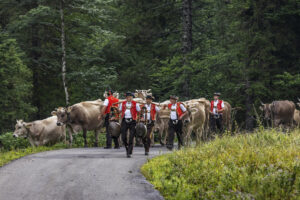 Alpabfahrt, Alpen, Alpfahrt, Appenzell, Appenzell Ausserrohden, Appenzeller Hinterland, Autumn, Brauchtum, Fall, Herbst, Hundwil, Hügel, Kühe, Landwirtschaft, Ostschweiz, Schweiz, Schwägalp, Sennen, Suisse, Switzerland, Tracht, Urnäsch, Wirtschaft, Öberefahre