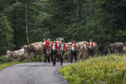 Alpabfahrt, Alpen, Alpfahrt, Appenzell, Appenzell Ausserrohden, Appenzeller Hinterland, Autumn, Brauchtum, Fall, Herbst, Hundwil, Hügel, Kühe, Landwirtschaft, Ostschweiz, Schweiz, Schwägalp, Sennen, Suisse, Switzerland, Tracht, Urnäsch, Wirtschaft, Öberefahre