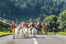 Alpabfahrt, Appenzell, Appenzell Ausserrohden, Brauchtum, Kultur, Ostschweiz, Schweiz, Schwägalp, Sennen, Suisse, Switzerland, Urnäsch, tradition, Öberefahre