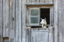 Alpabfahrt, Appenzell, Appenzell Ausserrohden, Brauchtum, Kultur, Ostschweiz, Schweiz, Schwägalp, Sennen, Suisse, Switzerland, Urnäsch, tradition, Öberefahre