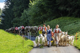 Alp, Alpabfahrt, Alpen, Alpfahrt, Alps, Appenzell, Appenzell Ausserrohden, Appenzeller Hinterland, Brauchtum, Hügel, Landwirtschaft, Ostschweiz, Schweiz, Sennen, Suisse, Switzerland, Tracht, Urnäsch, Wirtschaft, alps, Öberefahre