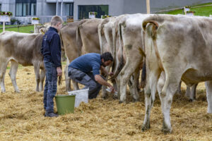Appenzell, Appenzell Ausserrohden, Appenzeller Vorderland, Autumn, Brauchtum, Fall, Heiden, Herbst, Landwirtschaft, Ostschweiz, Schweiz, Suisse, Switzerland, Tracht, Viehschau, Wirtschaft