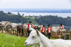 Appenzell, Appenzell Ausserrohden, Appenzeller Vorderland, Autumn, Bodensee, Brauchtum, Fall, Heiden, Herbst, Landwirtschaft, Ostschweiz, Schweiz, Suisse, Switzerland, Tracht, Viehschau, Wirtschaft