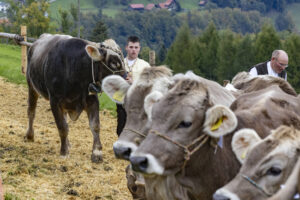 Appenzell, Appenzell Ausserrohden, Appenzeller Vorderland, Autumn, Brauchtum, Fall, Heiden, Herbst, Landwirtschaft, Ostschweiz, Schweiz, Suisse, Switzerland, Tracht, Viehschau, Wirtschaft