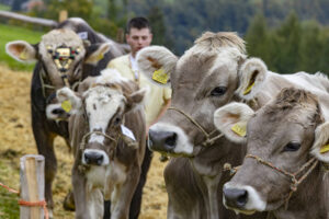 Appenzell, Appenzell Ausserrohden, Appenzeller Vorderland, Autumn, Brauchtum, Fall, Heiden, Herbst, Landwirtschaft, Ostschweiz, Schweiz, Suisse, Switzerland, Tracht, Viehschau, Wirtschaft