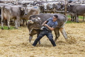 Appenzell, Appenzell Ausserrohden, Appenzeller Vorderland, Autumn, Brauchtum, Fall, Heiden, Herbst, Landwirtschaft, Ostschweiz, Schweiz, Suisse, Switzerland, Tracht, Viehschau, Wirtschaft