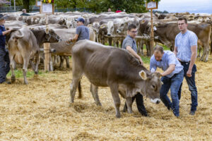Appenzell, Appenzell Ausserrohden, Appenzeller Vorderland, Autumn, Brauchtum, Fall, Heiden, Herbst, Landwirtschaft, Ostschweiz, Schweiz, Suisse, Switzerland, Tracht, Viehschau, Wirtschaft
