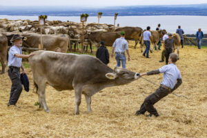 Appenzell, Appenzell Ausserrohden, Appenzeller Vorderland, Autumn, Brauchtum, Fall, Heiden, Herbst, Landwirtschaft, Ostschweiz, Schweiz, Suisse, Switzerland, Tracht, Viehschau, Wirtschaft