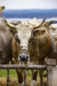 Appenzell, Appenzell Ausserrohden, Appenzeller Vorderland, Autumn, Brauchtum, Fall, Heiden, Herbst, Landwirtschaft, Ostschweiz, Schweiz, Suisse, Switzerland, Tracht, Viehschau, Wirtschaft