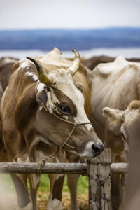 Appenzell, Appenzell Ausserrohden, Appenzeller Vorderland, Autumn, Brauchtum, Fall, Heiden, Herbst, Landwirtschaft, Ostschweiz, Schweiz, Suisse, Switzerland, Tracht, Viehschau, Wirtschaft