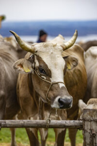 Appenzell, Appenzell Ausserrohden, Appenzeller Vorderland, Autumn, Brauchtum, Fall, Heiden, Herbst, Landwirtschaft, Ostschweiz, Schweiz, Suisse, Switzerland, Tracht, Viehschau, Wirtschaft