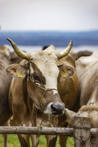 Appenzell, Appenzell Ausserrohden, Appenzeller Vorderland, Autumn, Brauchtum, Fall, Heiden, Herbst, Landwirtschaft, Ostschweiz, Schweiz, Suisse, Switzerland, Tracht, Viehschau, Wirtschaft