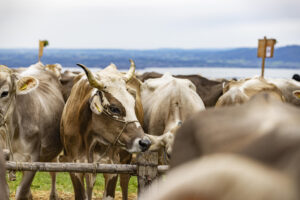 Appenzell, Appenzell Ausserrohden, Appenzeller Vorderland, Autumn, Brauchtum, Fall, Heiden, Herbst, Landwirtschaft, Ostschweiz, Schweiz, Suisse, Switzerland, Tracht, Viehschau, Wirtschaft