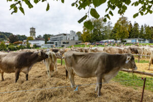 Appenzell, Appenzell Ausserrohden, Appenzeller Vorderland, Autumn, Brauchtum, Fall, Heiden, Herbst, Landwirtschaft, Ostschweiz, Schweiz, Suisse, Switzerland, Tracht, Viehschau, Wirtschaft