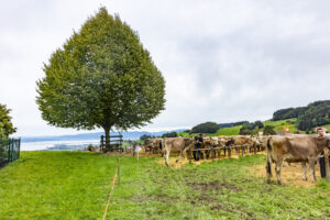 Appenzell, Appenzell Ausserrohden, Appenzeller Vorderland, Autumn, Brauchtum, Fall, Heiden, Herbst, Landwirtschaft, Ostschweiz, Schweiz, Suisse, Switzerland, Tracht, Viehschau, Wirtschaft
