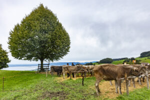 Appenzell, Appenzell Ausserrohden, Appenzeller Vorderland, Autumn, Brauchtum, Fall, Heiden, Herbst, Landwirtschaft, Ostschweiz, Schweiz, Suisse, Switzerland, Tracht, Viehschau, Wirtschaft