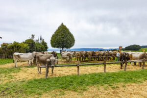 Appenzell, Appenzell Ausserrohden, Appenzeller Vorderland, Autumn, Brauchtum, Fall, Heiden, Herbst, Landwirtschaft, Ostschweiz, Schweiz, Suisse, Switzerland, Tracht, Viehschau, Wirtschaft