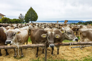 Appenzell, Appenzell Ausserrohden, Appenzeller Vorderland, Autumn, Brauchtum, Fall, Heiden, Herbst, Landwirtschaft, Ostschweiz, Schweiz, Suisse, Switzerland, Tracht, Viehschau, Wirtschaft