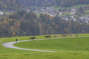 Appenzell, Appenzell Ausserrohden, Appenzeller Hinterland, Autumn, Fall, Herbst, Hundwil, Schweiz, Suisse, Switzerland, Tracht, Viehschau, tradition