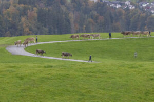 Appenzell, Appenzell Ausserrohden, Appenzeller Hinterland, Autumn, Fall, Herbst, Hundwil, Schweiz, Suisse, Switzerland, Tracht, Viehschau, tradition