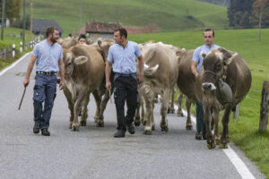 Appenzell, Appenzell Ausserrohden, Appenzeller Hinterland, Autumn, Fall, Herbst, Hundwil, Schweiz, Suisse, Switzerland, Tracht, Viehschau, tradition