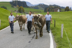Appenzell, Appenzell Ausserrohden, Appenzeller Hinterland, Autumn, Fall, Herbst, Hundwil, Schweiz, Suisse, Switzerland, Tracht, Viehschau, tradition