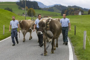 Appenzell, Appenzell Ausserrohden, Appenzeller Hinterland, Autumn, Fall, Herbst, Hundwil, Schweiz, Suisse, Switzerland, Tracht, Viehschau, tradition