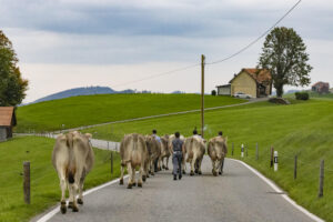 Appenzell, Appenzell Ausserrohden, Appenzeller Hinterland, Autumn, Fall, Herbst, Hundwil, Schweiz, Suisse, Switzerland, Tracht, Viehschau, tradition