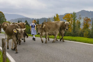 Appenzell, Appenzell Ausserrohden, Appenzeller Hinterland, Autumn, Fall, Herbst, Hundwil, Schweiz, Suisse, Switzerland, Tracht, Viehschau, tradition