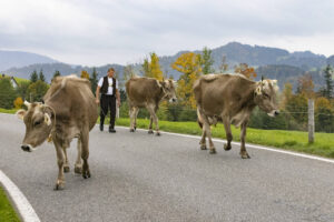 Appenzell, Appenzell Ausserrohden, Appenzeller Hinterland, Autumn, Fall, Herbst, Hundwil, Schweiz, Suisse, Switzerland, Tracht, Viehschau, tradition