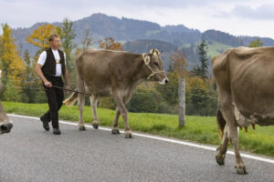 Appenzell, Appenzell Ausserrohden, Appenzeller Hinterland, Autumn, Fall, Herbst, Hundwil, Schweiz, Suisse, Switzerland, Tracht, Viehschau, tradition