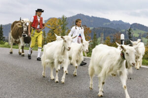 Appenzell, Appenzell Ausserrohden, Appenzeller Hinterland, Autumn, Fall, Herbst, Hundwil, Schweiz, Suisse, Switzerland, Tracht, Viehschau, tradition