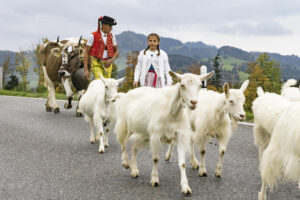 Appenzell, Appenzell Ausserrohden, Appenzeller Hinterland, Autumn, Fall, Herbst, Hundwil, Schweiz, Suisse, Switzerland, Tracht, Viehschau, tradition