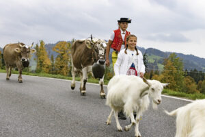 Appenzell, Appenzell Ausserrohden, Appenzeller Hinterland, Autumn, Fall, Herbst, Hundwil, Schweiz, Suisse, Switzerland, Tracht, Viehschau, tradition